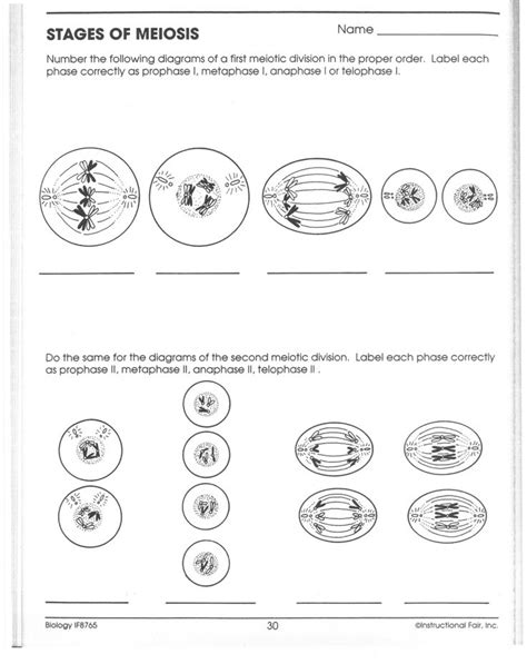 17 Phases Of Meiosis Worksheet Meiosis Meiosis Activity