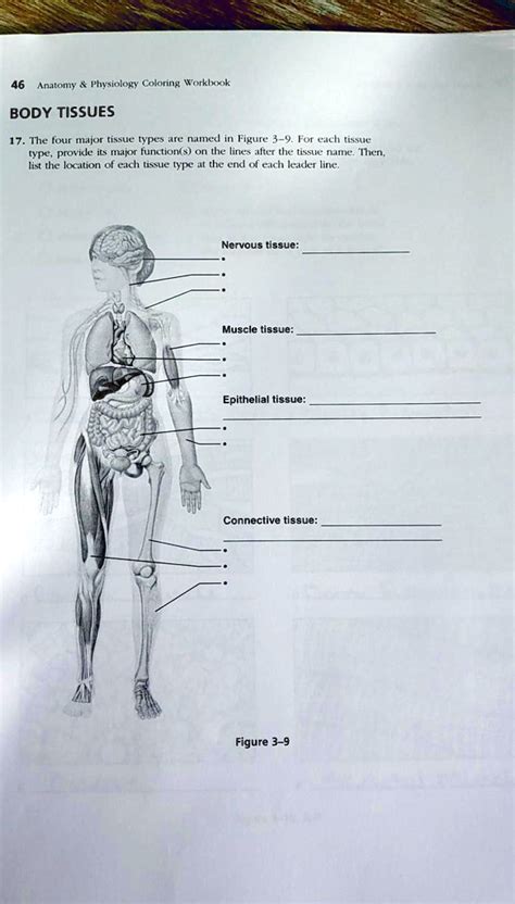 Human Body Tissues And Their Functions