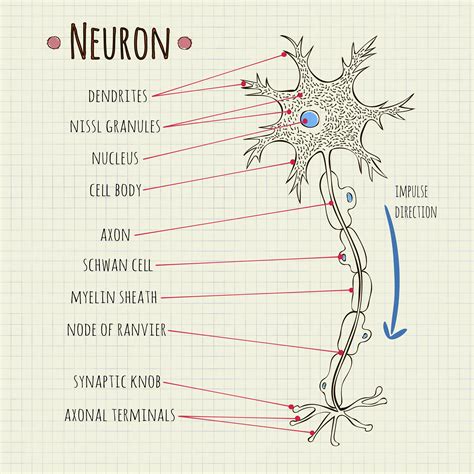 Draw A Labelled Diagram Of The Neuron And Describe Class 11 Biology