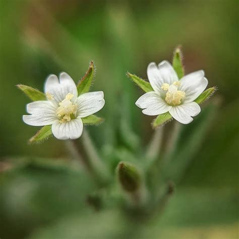 Hairy Willow Herb Epilobium Hirtigerum Weeds Of Melbourne