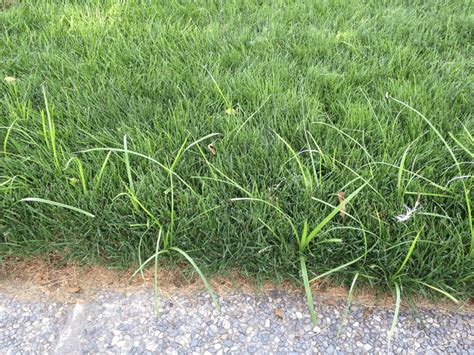 6 Common Lawn Weeds Identification And Treatment Centenary Landscaping