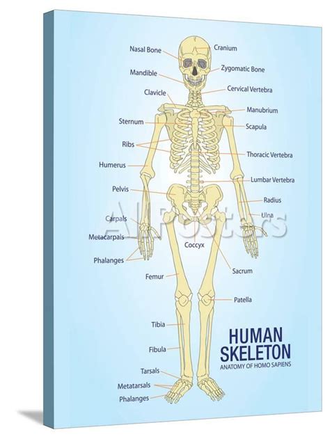 Skeleton Anatomy Poster Skeletal System Anatomical Chart