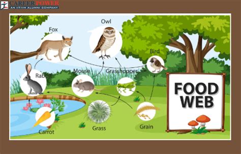 Food Web Diagram Examples Food Chain And Its Importance