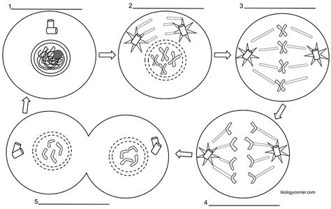 Steps Of Mitosis Worksheet