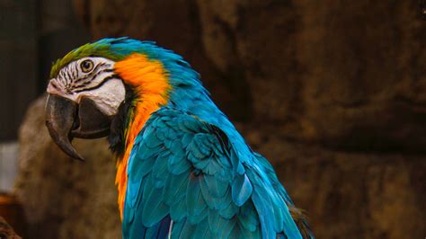 4k Parrot Wallpapers Wallpaper Cave