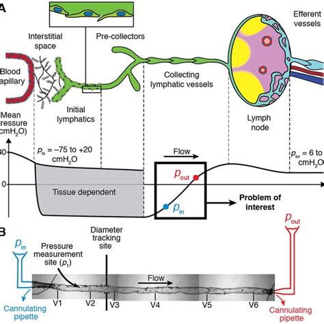 Describe The Path Of Lymph Circulation