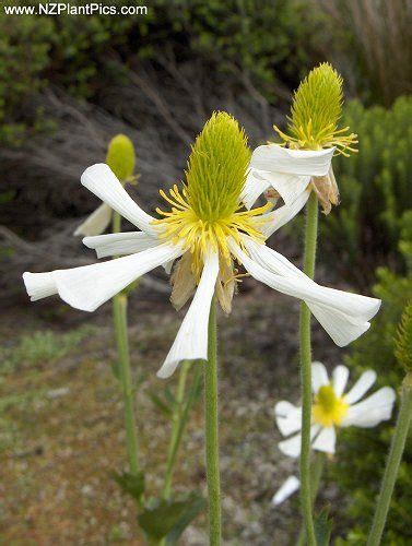 Ranunculus Lyallii Mount Cook Buttercup Mount Cook Lily Alpine