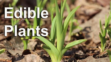 There are over 20,000 species of edible plants in the world yet fewer than 20 species now provide 90% of our food. Daylily Edible Plant Foraging : GardenFork.TV - YouTube