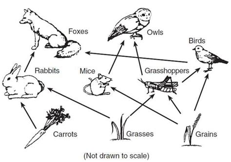 Food Webs Is A System Of Interlocking And Interdependent Food Chains