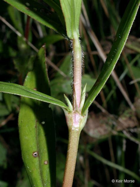 Diodia Virginiana Virginia Buttonweed Go Botany