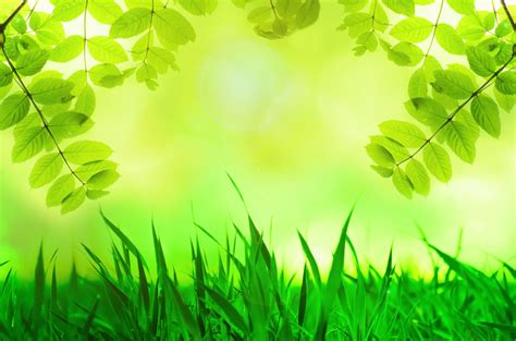 Natural Green Background Free Stock Photo Public Domain Pictures