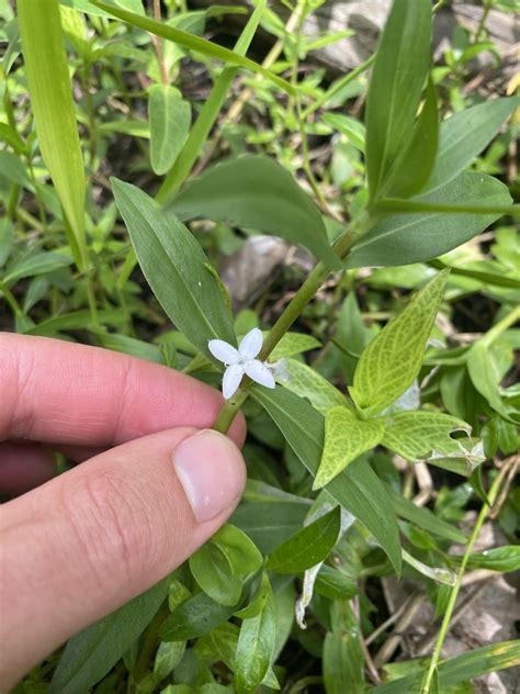 Diodia Virginiana L