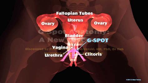 Female Reproductive Model Internal Genitalia G Spot Location Mov