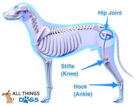 View more anatomy illustrations under our veterinary anatomy category, and art under our horse & dog prints category. Dogs Anatomy Bones - Dogs Of Days Summer