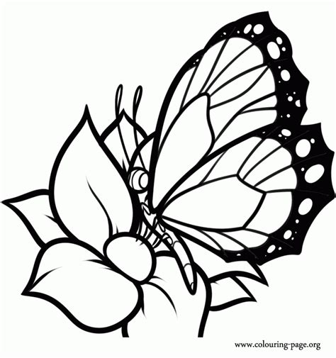 Butterflies A Delicate Butterfly Resting On A Flower Coloring Page