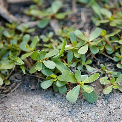 33 Lawn And Garden Weeds How To Identify And Control Them