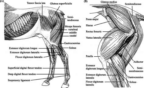 The fibula is connected via ligaments. Image result for dog hind leg muscle anatomy | Horse ...