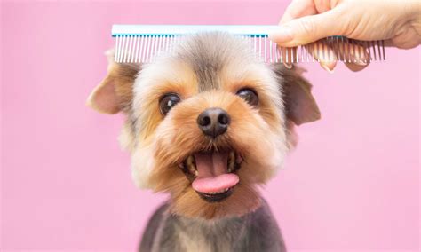 Home Pet Grooming A Cheat Sheet For Pet Parents Bechewy