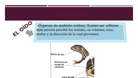 Los órganos De Los Sentidos Ppt