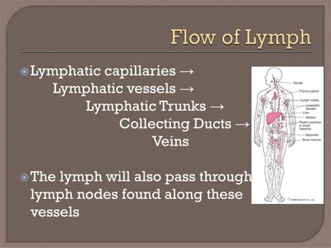 Ppt Lymphatic System Powerpoint Presentation Id4236457