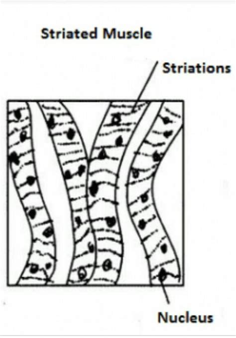 Draw A Neat Labelled Diagram Of Striated Muscle Labeled Diagram