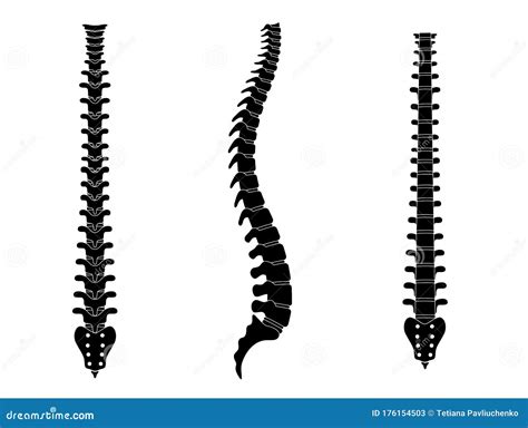 Human Spine Anatomy Vector Illustration Stock Vector Illustration Of