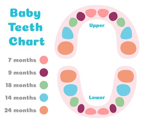 Printable Tooth Number Chart