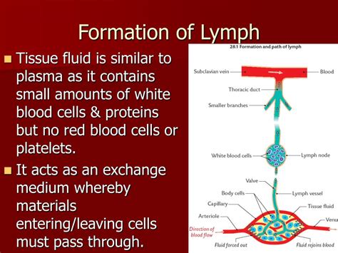 Ppt The Lymphatic System Powerpoint Presentation Free Download Id