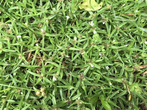 Rough Buttonweed From Vilas Rd Holland Tx Us On April 30 2021 At 09