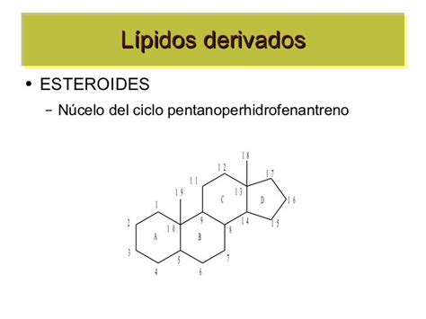 Lipidos Estructura Y Función