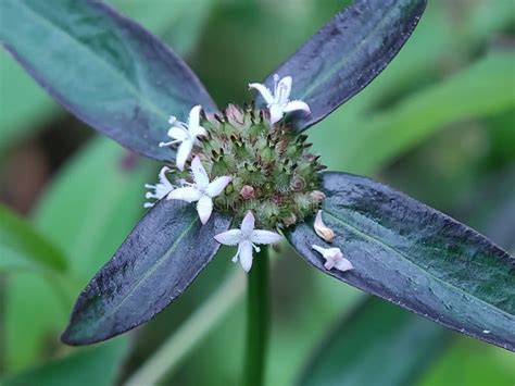 Diodia Virginiana Is A Plant Species In The Rubiaceae Common Name