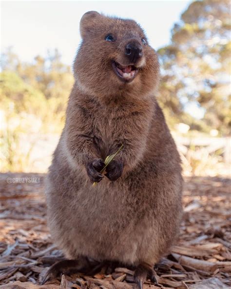 Check out our smiling quokka selection for the very best in unique or custom, handmade pieces from our face masks & coverings shops. Pin on animals