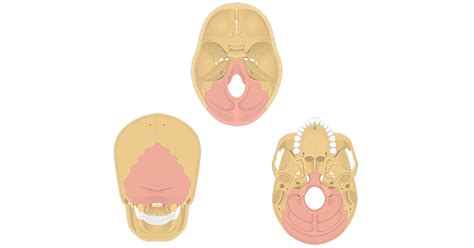 Occipital Bone Anatomy