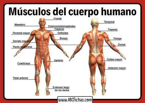 Los Músculos Del Ser Humano Vista Anterior Y Posterior De Los Músculos