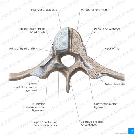 Vertebral Column Anatomy Vertebrae Joints And Ligaments Kenhub