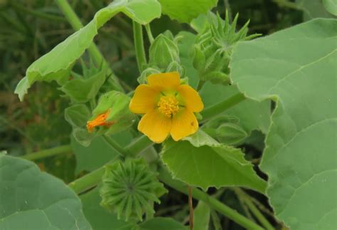 Iowa Wildflower Wednesday Velvetleaf Buttonweed Bleeding Heartland