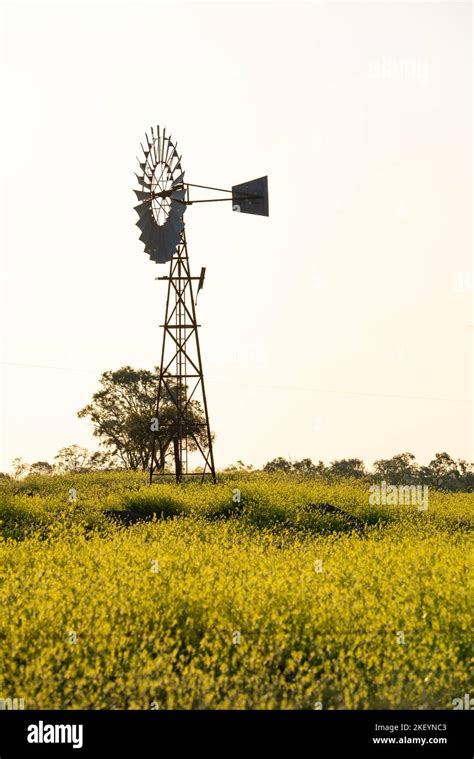 Australian Weed Hi Res Stock Photography And Images Alamy