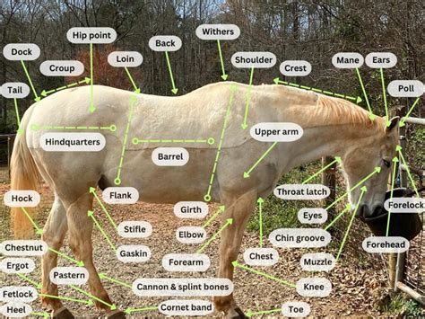 Parts Of A Horse Horse Anatomy With Pictures Equestrians Guide