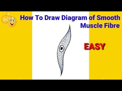 How To Draw Non Striated Muscle How To Draw Unstriated Muscle Non