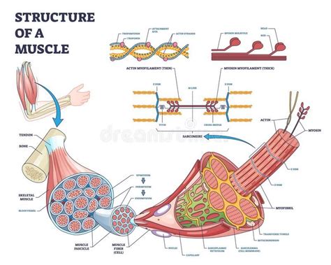 Biology Notes Science Notes Teaching Biology Nerve Anatomy Human