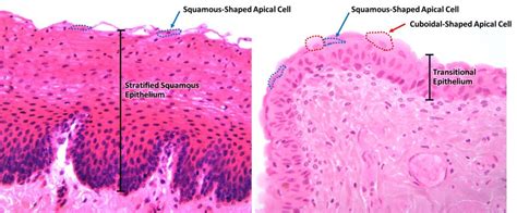 Tissue Type Look Alikes Anatomy And Physiology I An Interactive