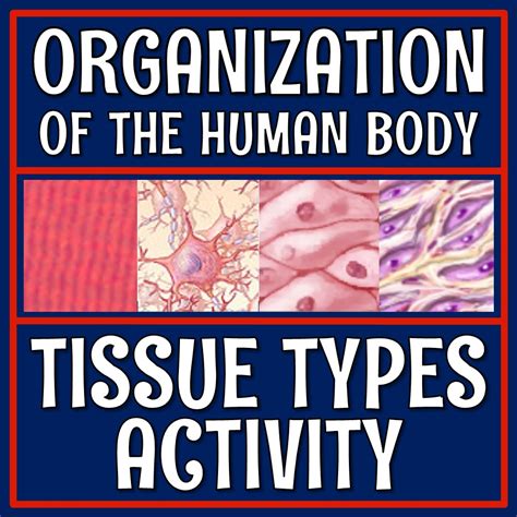 Organization Of The Human Body Tissue Types Activity Flying Colors