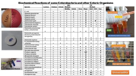 Biochemical Identification Of Microorganisms