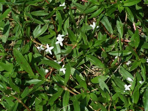 Virginia Buttonweed And Doveweed Randy Lemmon