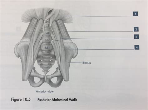 Posterior Wall Of Abdominal Cavity Diagram Quizlet