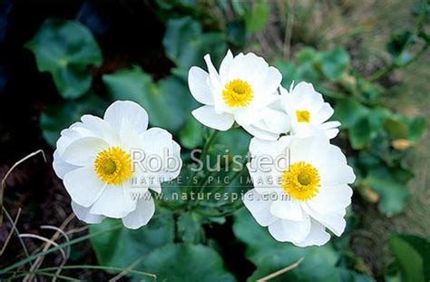 Mount Cook Lily Or Giant Buttercup Ranunculus Lyallii Douglas River