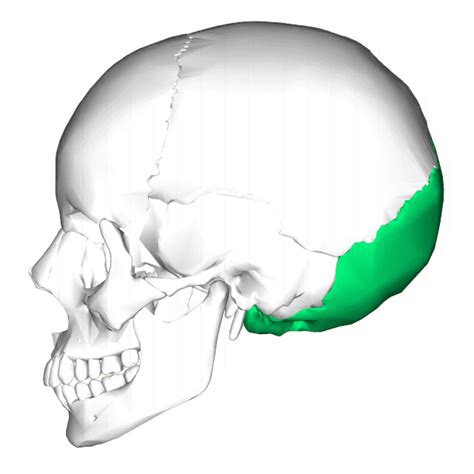 Occipital Bone Wikiwand