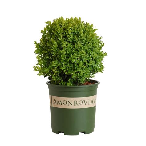 A small, rounded evergreen shrub that forms tufts of growth resembling a cloud if left unpruned. Shop Monrovia 1.6-Gallon Insignificant Dwarf English ...