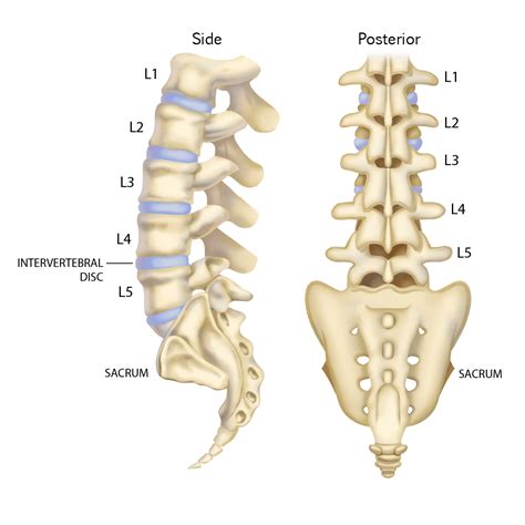 Thoracic And Lumbar Spine All You Need To Know