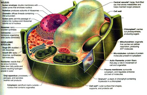 Parts Of A Plant Cell Diagram